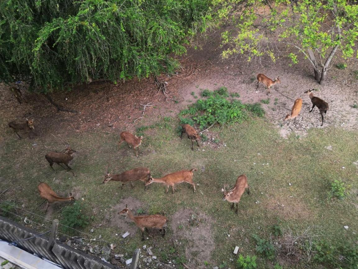 373 Wolmar Cosy And Modern Apartment- 200 Metres From The Beach And Supermarkets And Just Next To Domaine De Wolmar With Views Of Deers And Green Natural Park Flic en Flac Ngoại thất bức ảnh